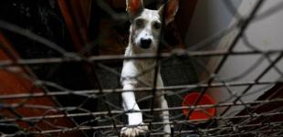 В приюте для животных в Пирогово жалуются на атаки догхантеров