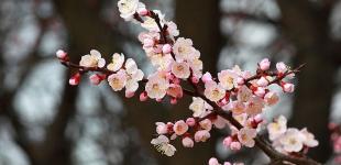 Зима відступить, а весна спізниться: прогноз погоди в Україні на 7 квітня