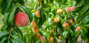 Чому у персика закручується листя і як з цим боротися: перевірені способи