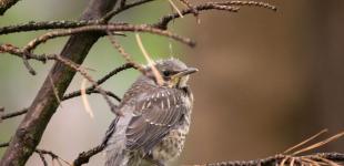 У вівторок в Україні ще побуде аномально тепло: прогноз погоди на 3 січня