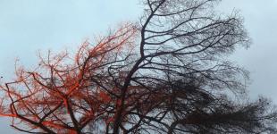 Дощ, мокрий сніг та невелике потепління: прогноз погоди в Україні на 5 квітня