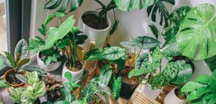 Двадцять небезпечних і отруйних кімнатних рослин