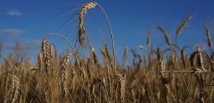 Китай відмовився купувати у Росії зерно, - Bloomberg