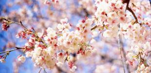 Тепла не буде? Чого українцям чекати від погоди у квітні