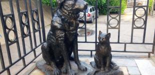 Кошка или собака родили дома? Придется заплатить от 5100 до 20400 грн.: законопроект от депутатов