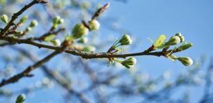 Стовпчики термометрів поповзуть вгору: синоптикиня розповіла, коли в Україні встановиться тепло