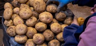 Чи буде картопля по 50 гривень за кіло: прогноз Мінагрополітики