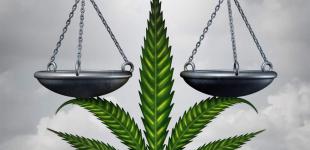 Конопля и закон