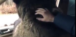 Мажер усадил медведя в Mercedes и повез на «спаринг»