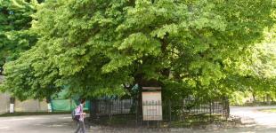 В Киеве 500-летний дуб защитят от «неразумных туристов»