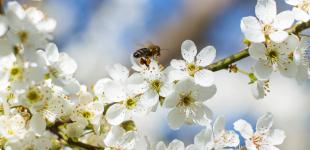 Йде антициклон з півночі: карта та прогноз погоди в Україні на Великдень