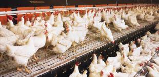 Птицеводы Украины ответили на обвинение АМКУ в ценовом сговоре