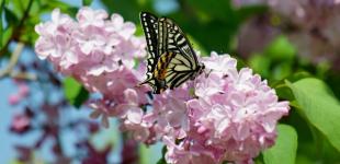 На Україну насуваються дощі