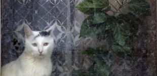 Дощ і мокрий сніг: якою буде погода в Україні 14 лютого