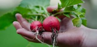 Як виростити редиску солодкою та міцною: 10 секретів від досвідчених городників