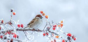 Що зірки нам пророкують: гороскоп на 20-26 січня 2025 року