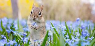 Українцям розказали, коли потеплішає до +20° й прийдуть перші весняні зливи