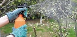 Чим і як обприскувати дерева навесні: основні поради