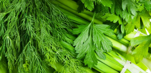 Коли та як садити зелень у відкритому ґрунті