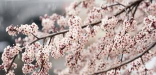 Прогноз погоди на квітень 2024 року: чого очікувати цієї весни