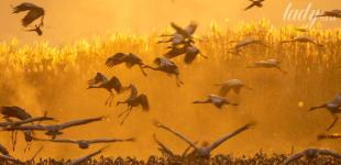 Що зірки нам пророкують: гороскоп на 18-24 серпня 2025 року