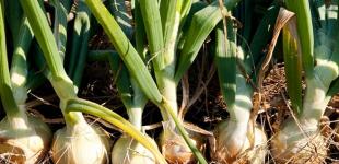 Коли збирати цибулю та як це правильно робити
