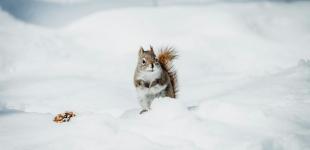 Прогноз погоди на 29 грудня: де в Україні будуть опади і сильний вітер