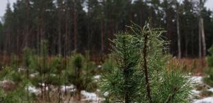 Суцільні плюси. Синоптикиня повідомила про лагідну погоду по всій Україні та назвала області, де очікується дощ