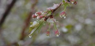 Найближчої ночі в Україні будуть заморозки: де очікувати 