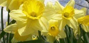 Гороскоп на 4 квітня для всіх знаків зодіаку: день, який робить світ добрішим