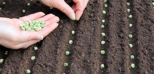 Що першим сіяти навесні: радять агрономи