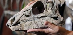 Вчені ідентифікували новий вид динозаврів, останки якого було знищено під час Другої світової