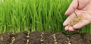 Коли найкраще садити та сіяти: що кажуть народні прикмети