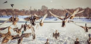 Гороскоп на 11 лютого для всіх знаків зодіаку: день, коли потрібно думати лише про хороше