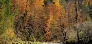 Потепліє до +12 градусів, але не надовго: прогноз погоди на 17 листопада