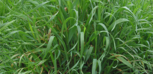 Позбавляємось пирію на городі без хімії: шість ефективних способів