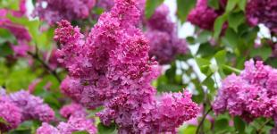 Спека не повернеться: в яких регіонах України 10 травня очікувати заморозків