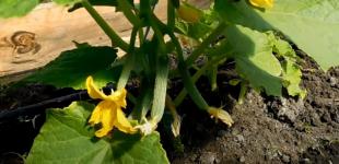 На якій відстані садити огірки у відкритий ґрунт