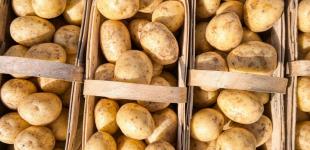 В Україні здешевшала картопля