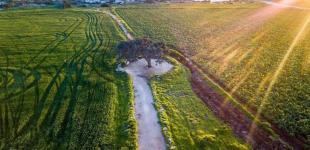 В Україні здорожчала земля: скільки коштував гектар у липні 2025 року