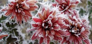 В Україні вдарять заморозки, частину областей накриють дощі: синоптикиня дала прогноз на середу