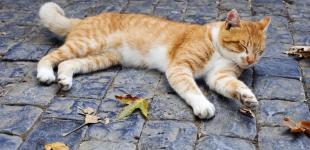 29 листопада в Україні буде до +11°: синоптикиня розказала, де розігріє