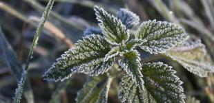 Синоптик назвала точну дату, коли в Україні очікуються заморозки