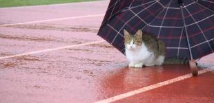 П'ятниця в Україні буде прохолодною та з дощами: де знадобиться парасолька