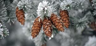 Натяк на потепління: у четвер морози в Україні почнуть слабшати