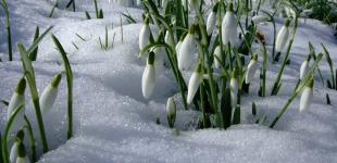 Потепління до +11 та мокрий сніг: якою буде погода в Україні на початку лютого