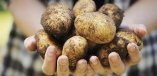 В Україні стрімко дешевшає торішня картопля: причина цього навряд чи порадує покупців