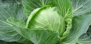 В Україні несподівано падають ціни на капусту: скільки зараз коштує кілограм