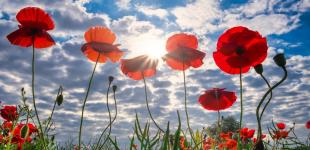 До +34°: синоптик Діденко прогнозує сильну спеку в Україні