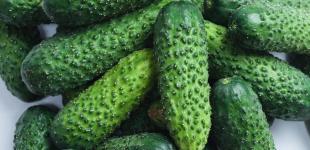 В Україні падають ціни на тепличні огірки: скільки тепер коштує кілограм
